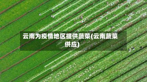 云南为疫情地区提供蔬菜(云南蔬菜供应)-第1张图片