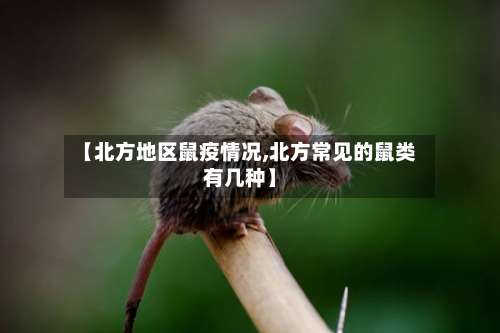 【北方地区鼠疫情况,北方常见的鼠类有几种】-第1张图片