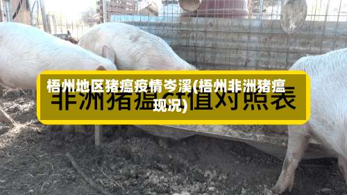 梧州地区猪瘟疫情岑溪(梧州非洲猪瘟现况)-第1张图片