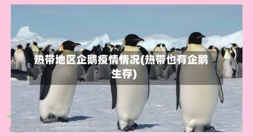 热带地区企鹅疫情情况(热带也有企鹅生存)-第2张图片